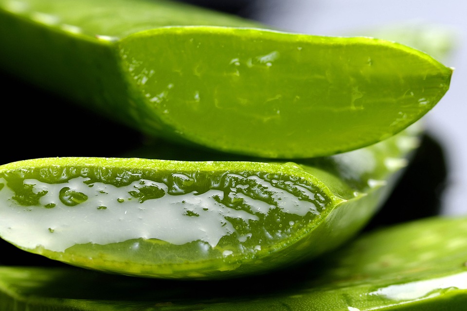 liečivé pôsobenie aloe vera