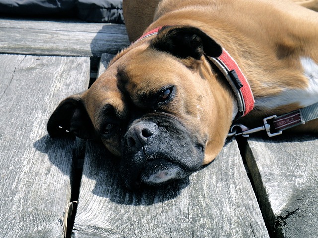 boxer